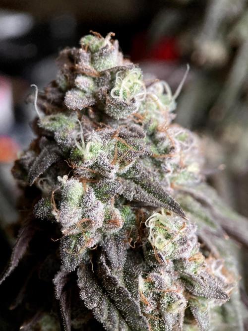 3M 🍋 Black Lemon. Week 18