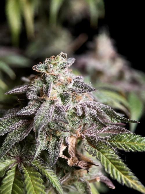 3M 🍋 Black Lemon. Week 18