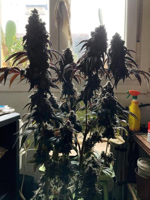 3M 🍋 Black Lemon. Week 18