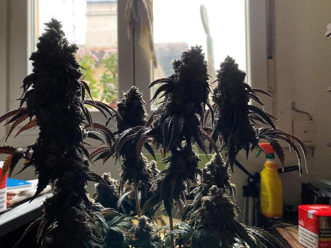 3M 🍋 Black Lemon. Week 18