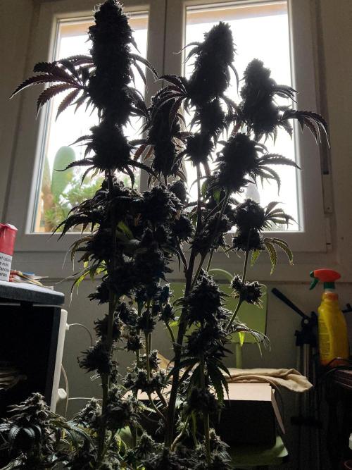 3M 🍋 Black Lemon. Week 18