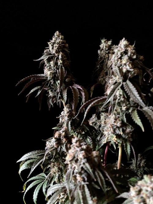 3M 🍋 Black Lemon. Week 18