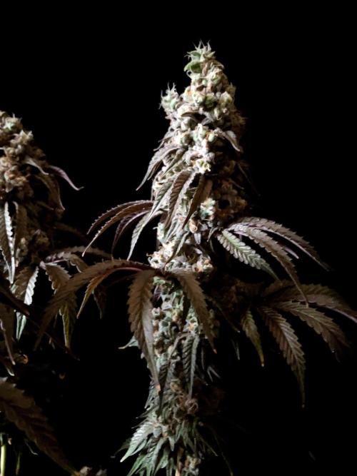 3M 🍋 Black Lemon. Week 18