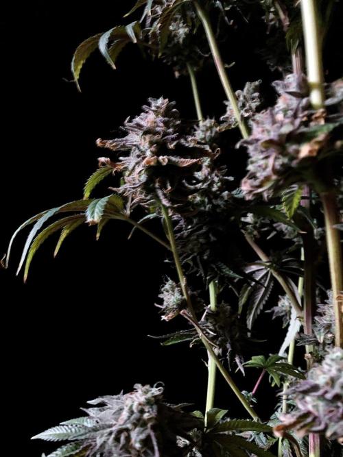 3M 🍋 Black Lemon. Week 18