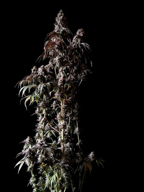 3M 🍋 Black Lemon. Week 18