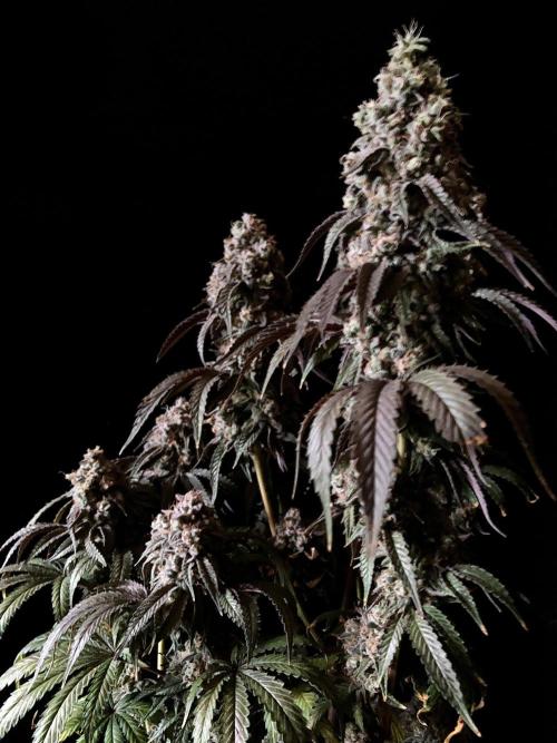 3M 🍋 Black Lemon. Week 18