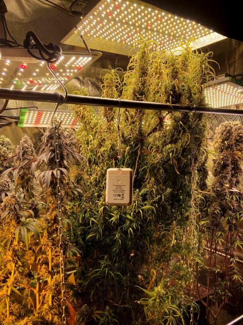 3M 🍋 Black Lemon. Week 18