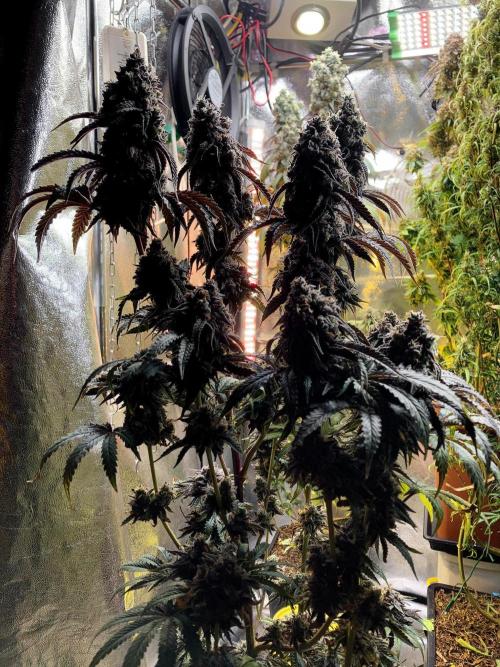 3M 🍋 Black Lemon. Week 18