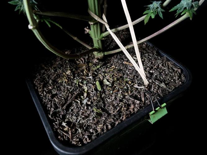 3M 🍏 Green Gelato. Week 18