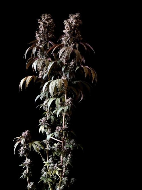 3M 🍏 Green Gelato. Week 18