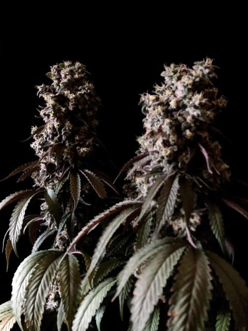 3M 🍏 Green Gelato. Week 18