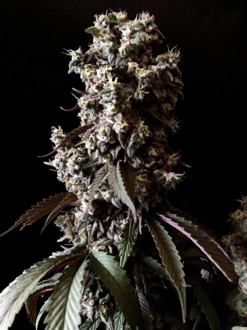 3M 🍏 Green Gelato. Week 18