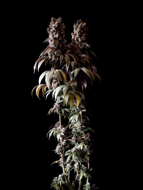 3M 🍏 Green Gelato. Week 18