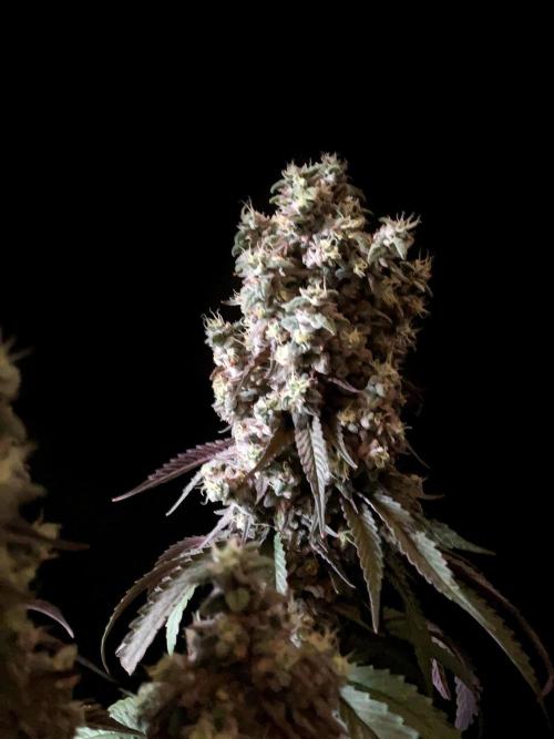 3M 🍏 Green Gelato. Week 18