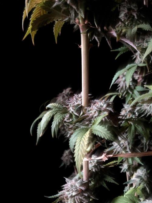 3M 🍏 Green Gelato. Week 18