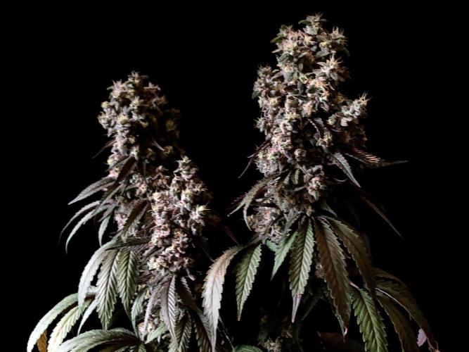 3M 🍏 Green Gelato. Week 18