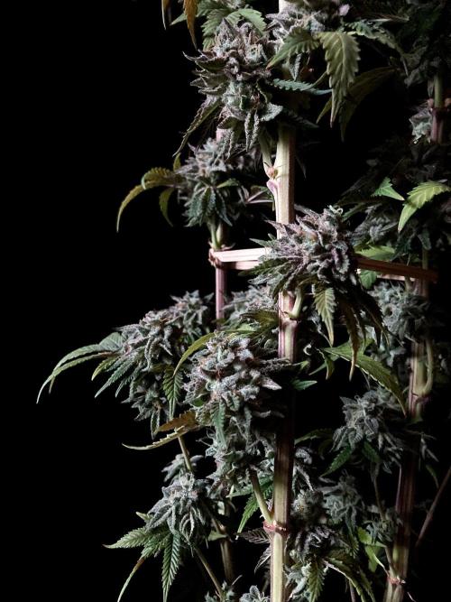 3M 🍏 Green Gelato. Week 18