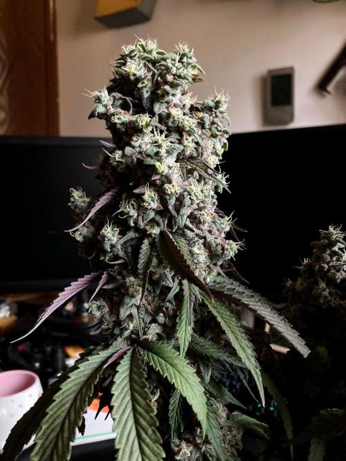 3M 🍏 Green Gelato. Week 18