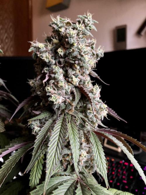 3M 🍏 Green Gelato. Week 18