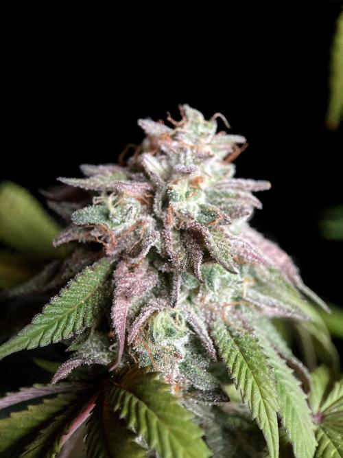 3M 🍏 Green Gelato. Week 18