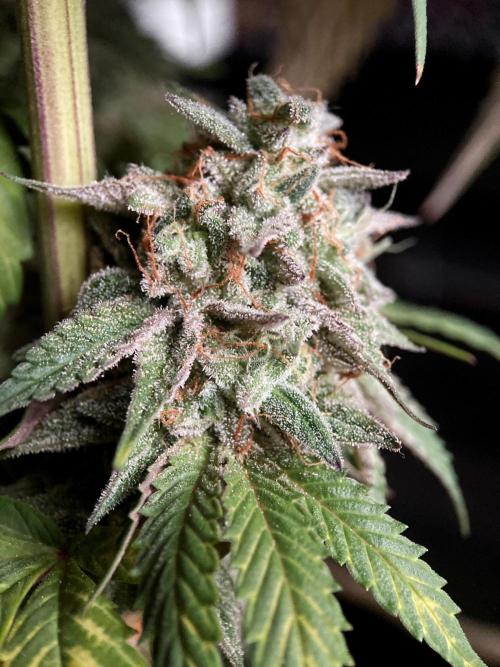 3M 🍏 Green Gelato. Week 18