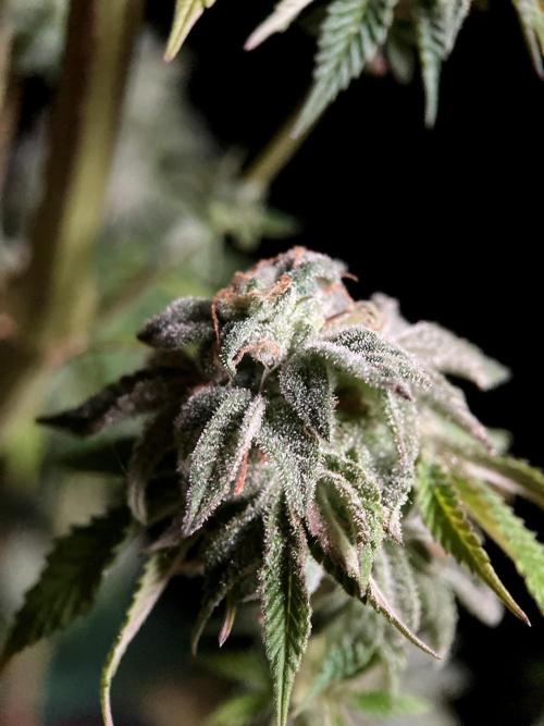 3M 🍏 Green Gelato. Week 18