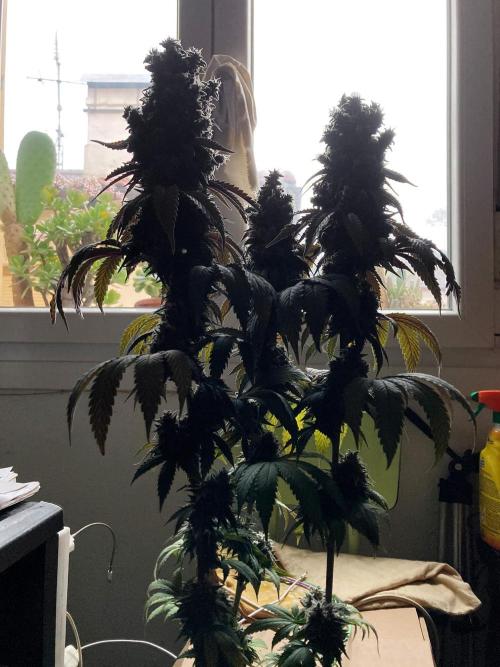 3M 🍏 Green Gelato. Week 18