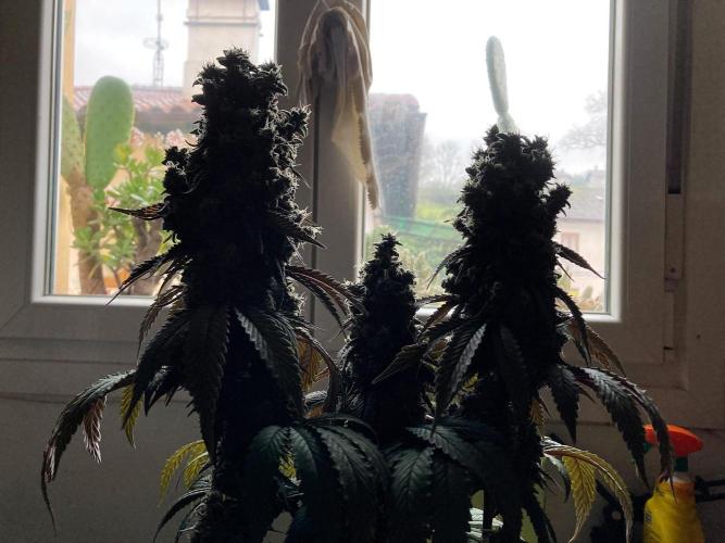 3M 🍏 Green Gelato. Week 18