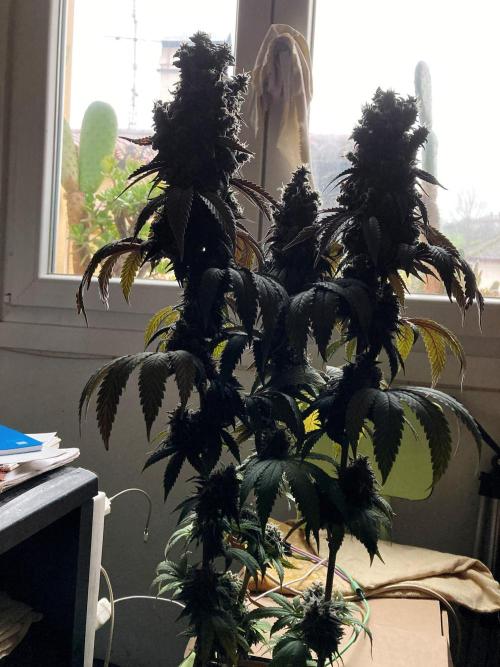 3M 🍏 Green Gelato. Week 18