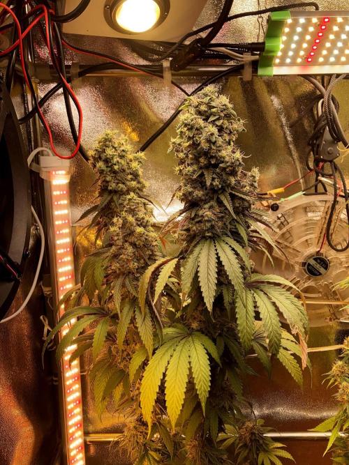 3M 🍏 Green Gelato. Week 18