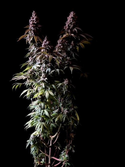 3M ⭕ Panama Red II. Week 18