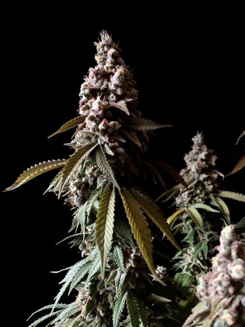 3M ⭕ Panama Red II. Week 18