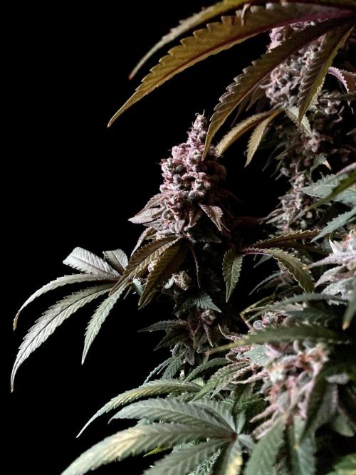 3M ⭕ Panama Red II. Week 18