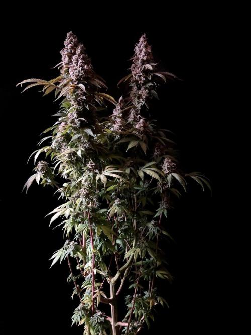 3M ⭕ Panama Red II. Week 18