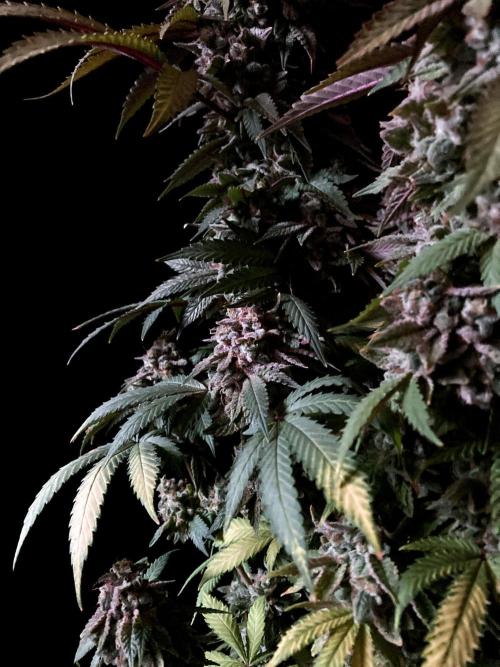 3M ⭕ Panama Red II. Week 18