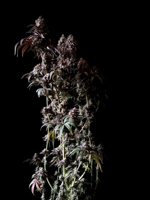 3M ⭕ Panama Red II. Week 18