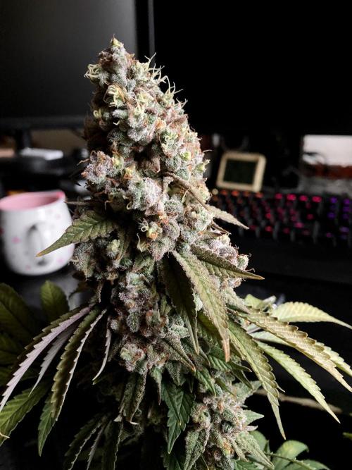 3M ⭕ Panama Red II. Week 18