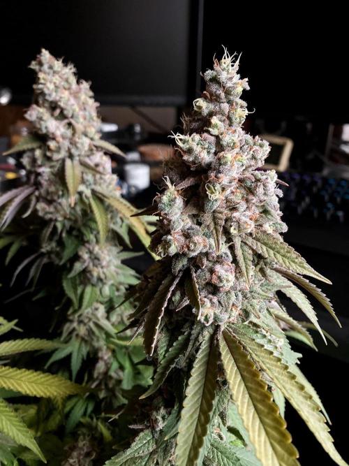 3M ⭕ Panama Red II. Week 18