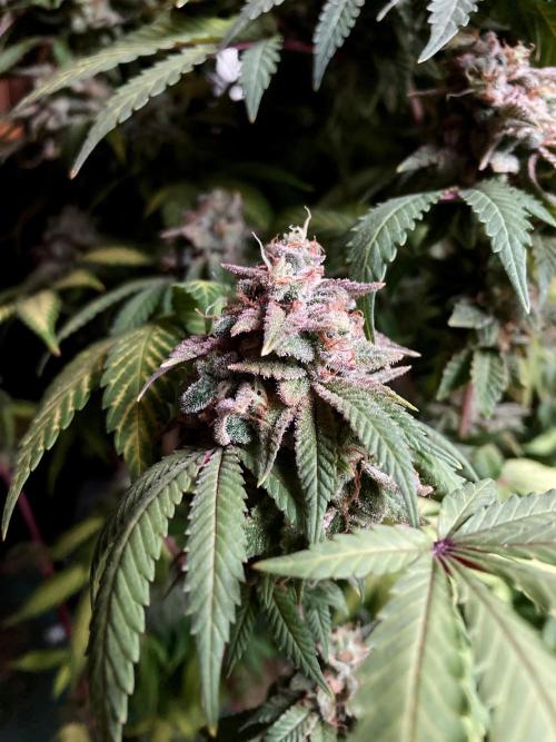 3M ⭕ Panama Red II. Week 18