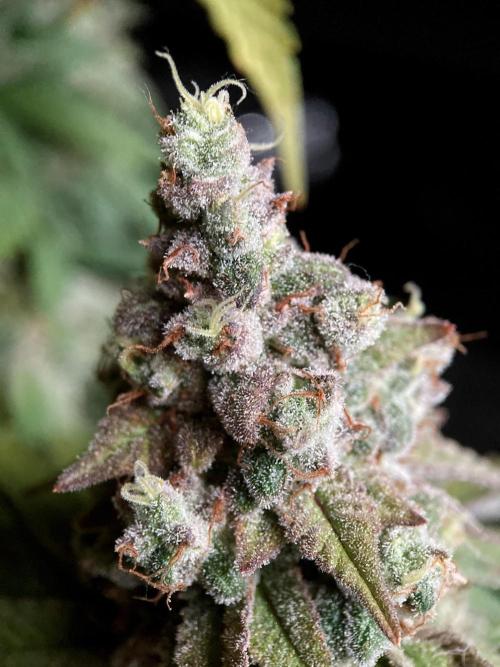 3M ⭕ Panama Red II. Week 18