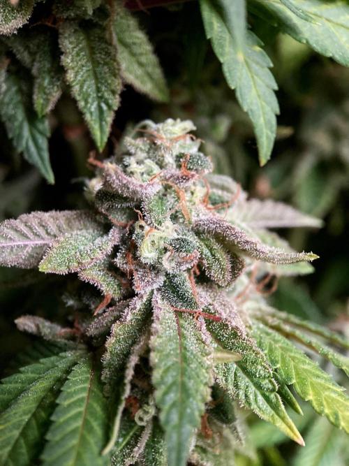 3M ⭕ Panama Red II. Week 18