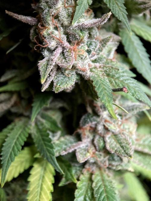 3M ⭕ Panama Red II. Week 18