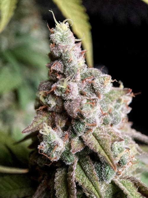 3M ⭕ Panama Red II. Week 18