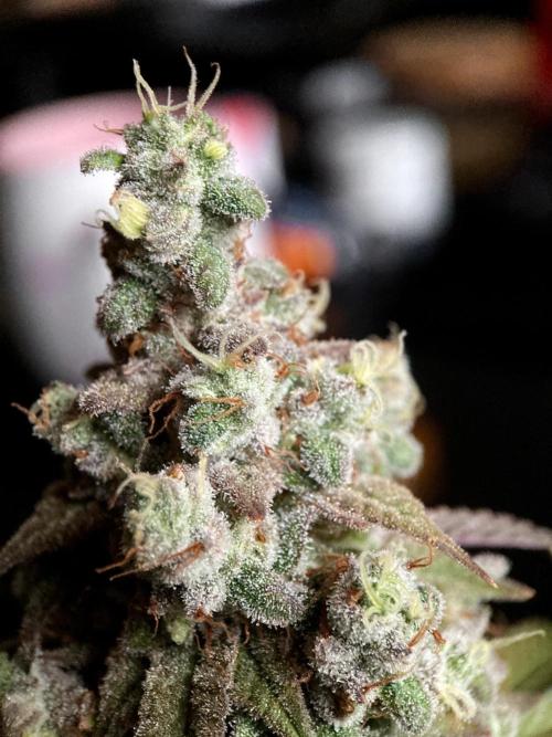 3M ⭕ Panama Red II. Week 18