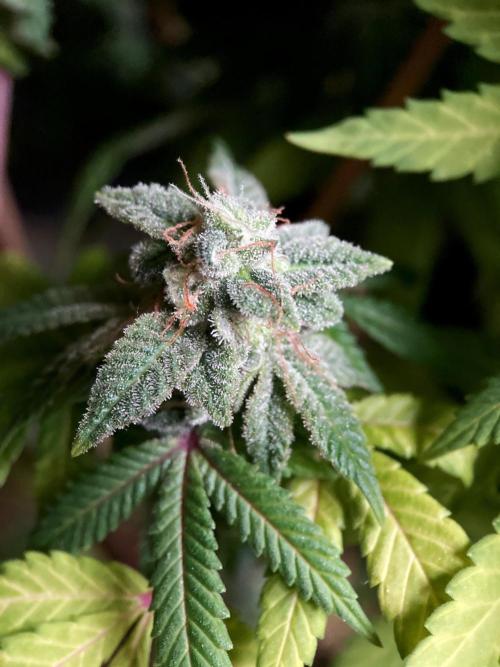 3M ⭕ Panama Red II. Week 18