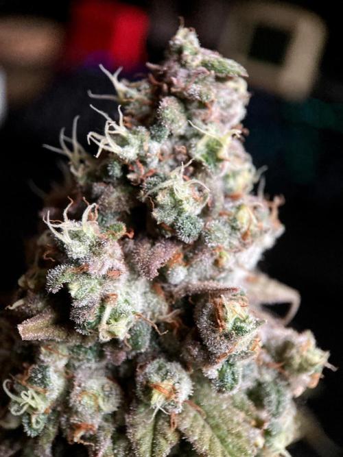 3M ⭕ Panama Red II. Week 18