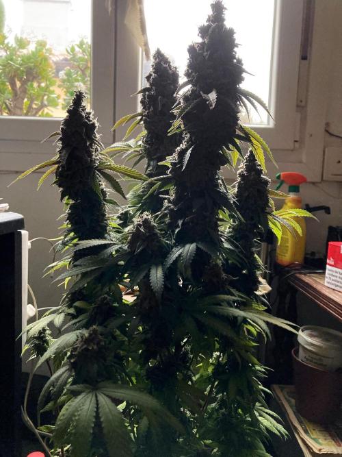 3M ⭕ Panama Red II. Week 18