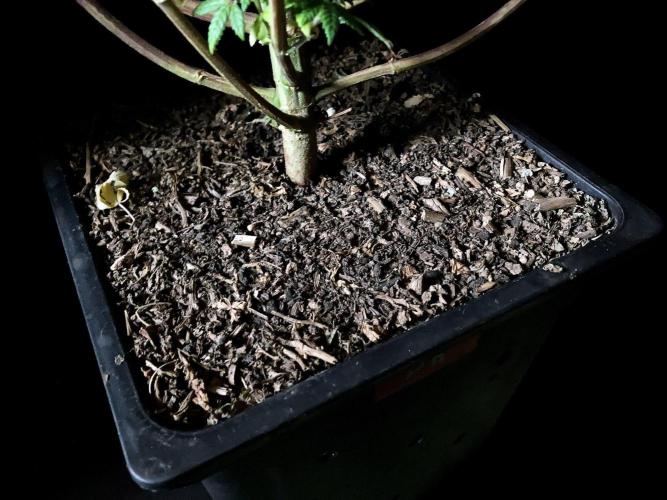 3M ⭕ Panama Red II. Week 18