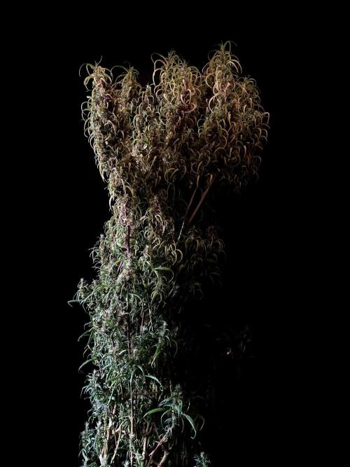 3M 🐵 Congo & x. Week 18