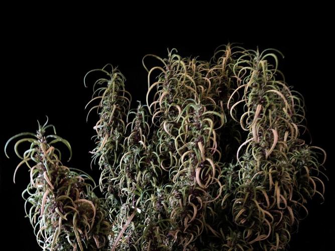 3M 🐵 Congo & x. Week 18